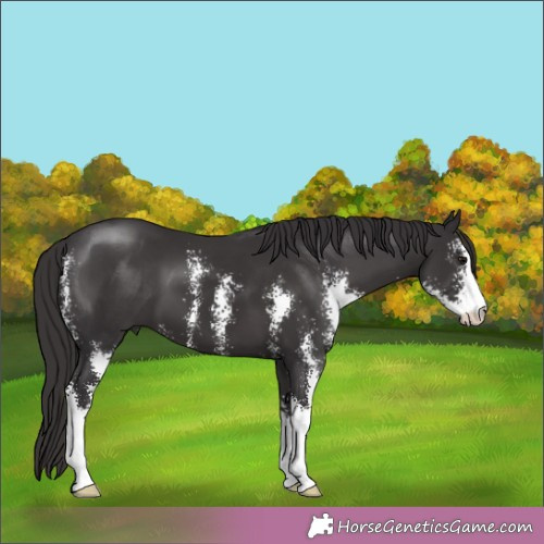 Horse Color:Smoky Black Sabino 
