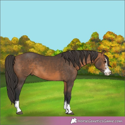 Horse Color:Bay Sabino 