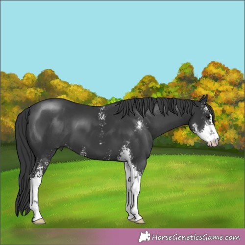 Horse Color:Black Sabino 
