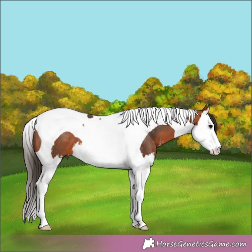 Horse Color:Bay Sabino Splash Tobiano 