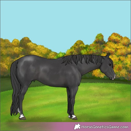 Horse Color:Black Sabino 
