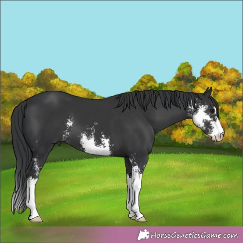 Horse Color:Black Sabino 