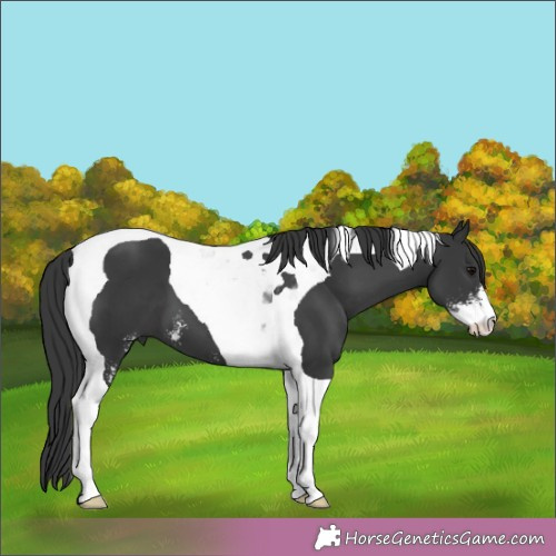 Horse Color:Black Sabino Tobiano 