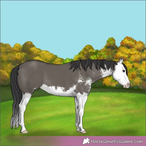 Horse Color:Grullo Sabino Splash 