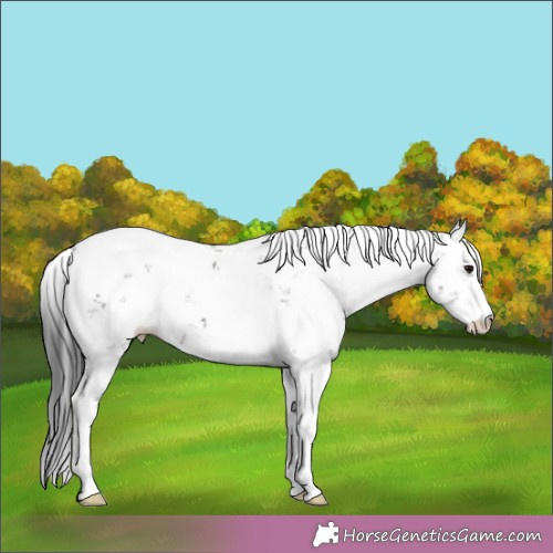 Horse Color:Grullo Sabino 