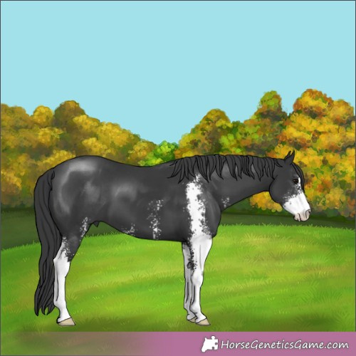 Horse Color:Black Sabino 