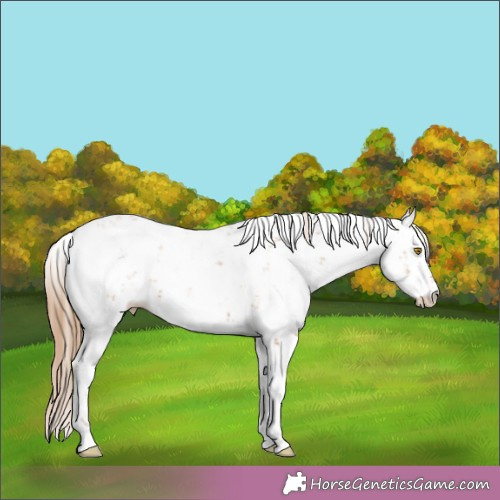 Horse Color:Brown Pearl Sabino 