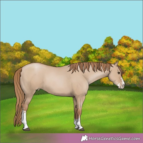 Horse Color:Grullo Pearl Sabino 