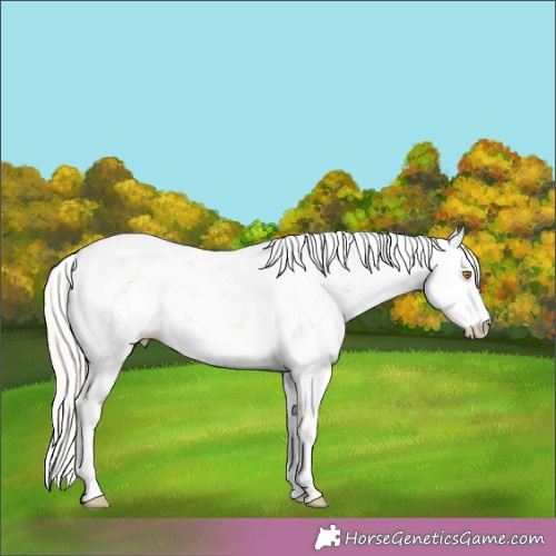 Horse Color:Silver Grullo Pearl Sabino 