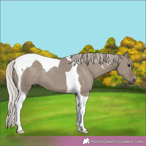 Horse Color:Silver Grullo Tobiano 