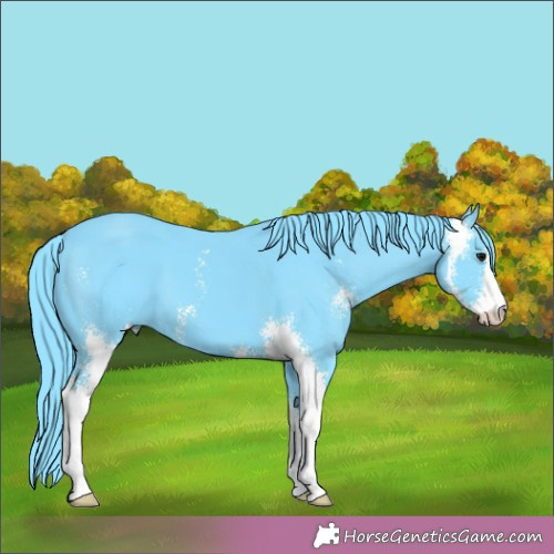 Horse Color:Watercolor Black Sabino 