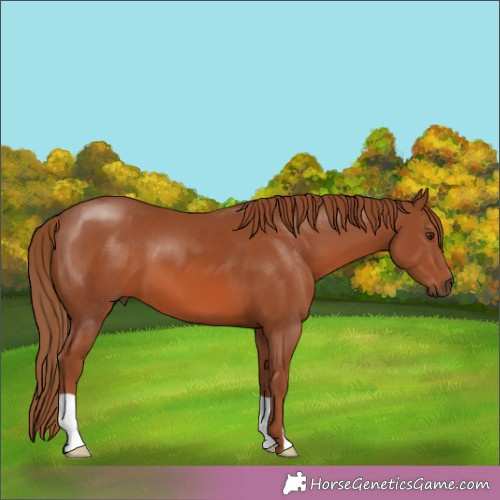 Horse Color:Chestnut 