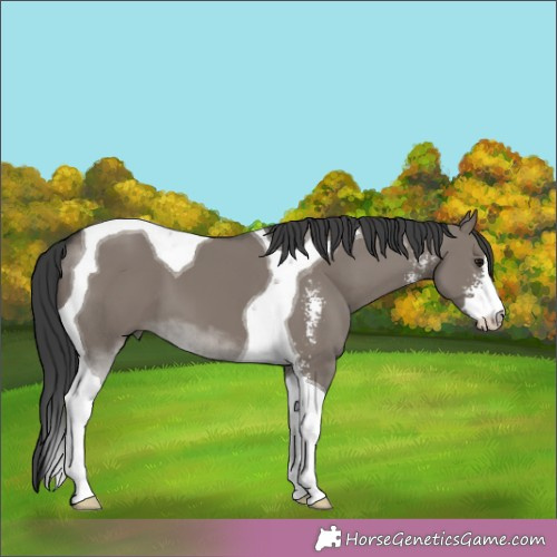 Horse Color:Grullo Sabino Tobiano 