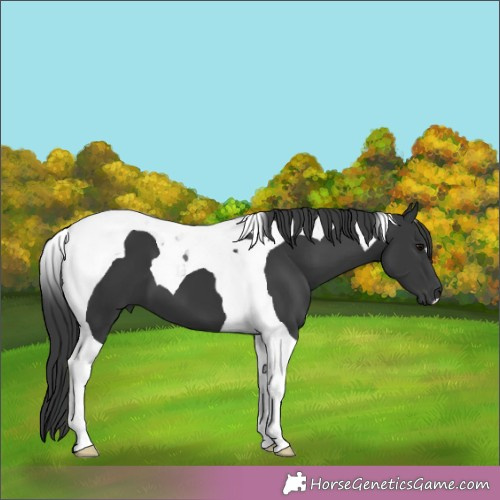 Horse Color:Black Tobiano 