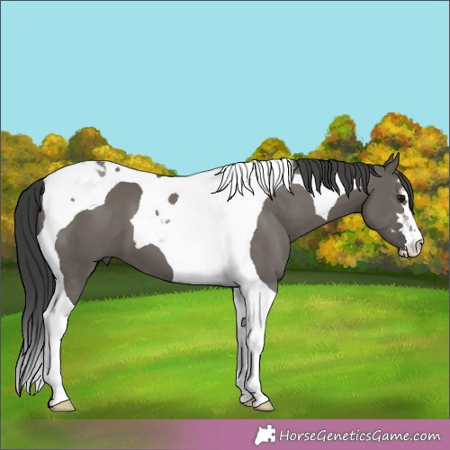 Horse Color:Grullo Tobiano 