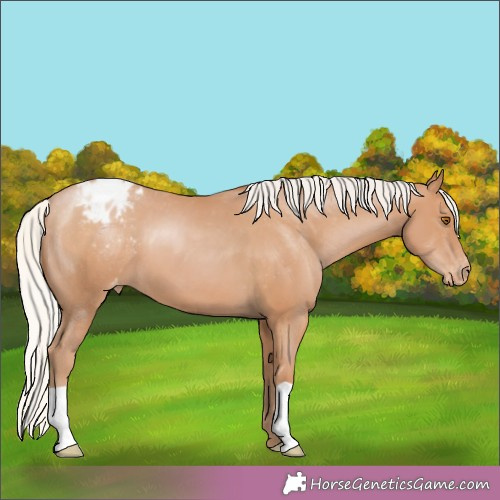 Horse Color:Silver Black Pearl Appaloosa 