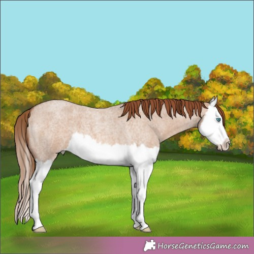 Horse Color:Red Dun Roan Splash 