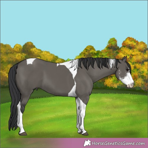 Horse Color:Grullo Sabino Tobiano 