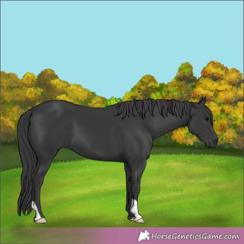Horse Color: Black 
