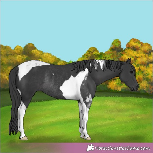 Horse Color: Black Tobiano Rabicano 