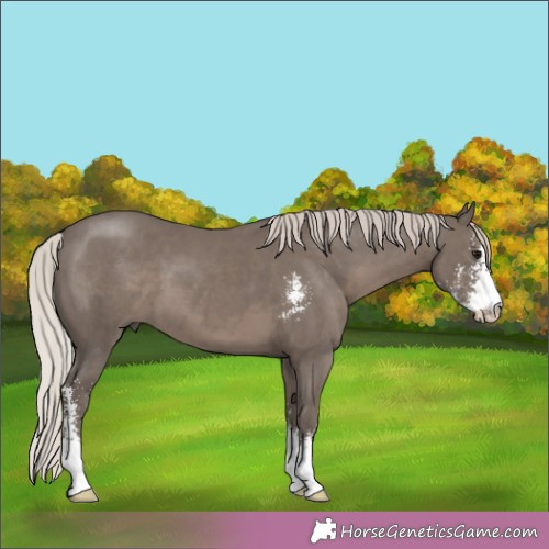 Horse Color:Silver Black Sabino 