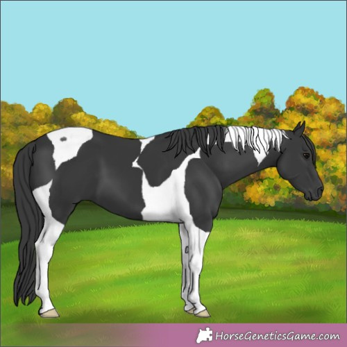 Horse Color:Black Tobiano 