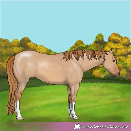 Horse Color:Red Dun 