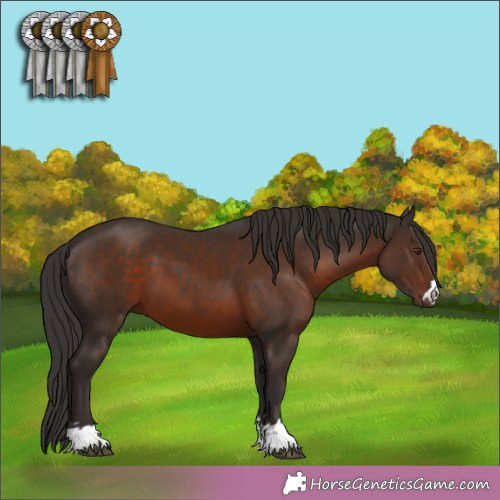 Horse Color:Liver Chestnut 