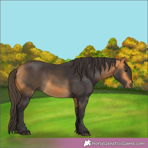 Horse Color:Buckskin 