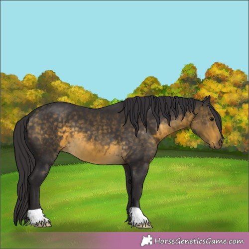 Horse Color:Buckskin 