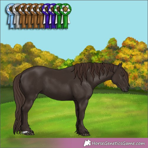 Horse Color:Liver Chestnut 