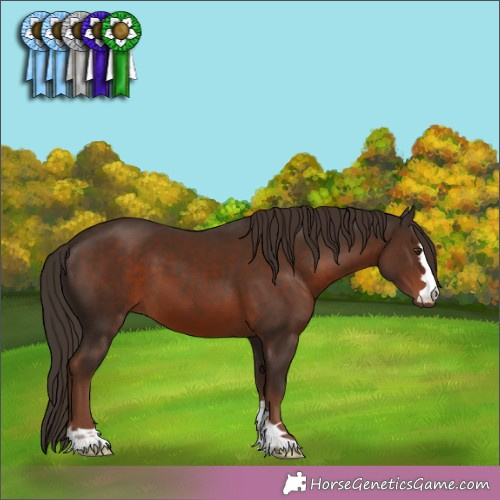Horse Color:Liver Chestnut 