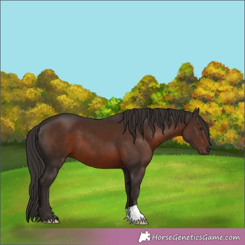 Horse Color:Liver Chestnut 