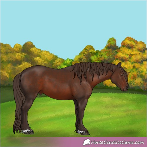 Horse Color:Liver Chestnut 