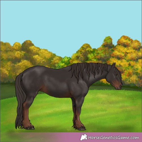Horse Color:Liver Chestnut 