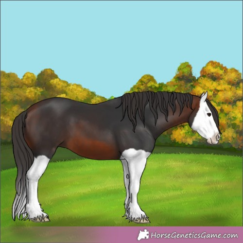 Horse Color:Bay Splash 