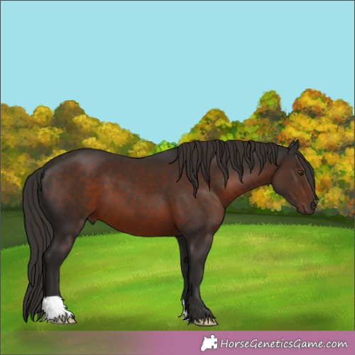 Horse Color:Liver Chestnut 