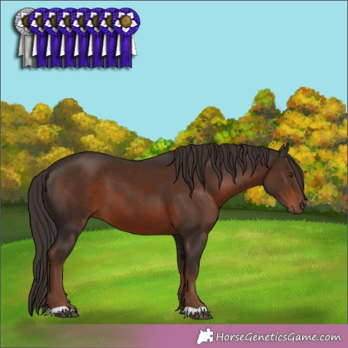Horse Color:Liver Chestnut 