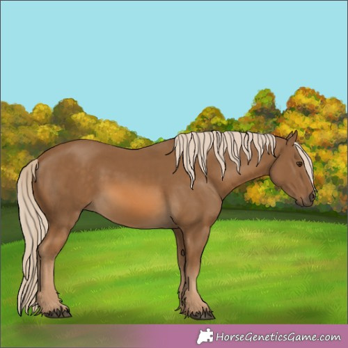 Horse Color:Chocolate Palomino 