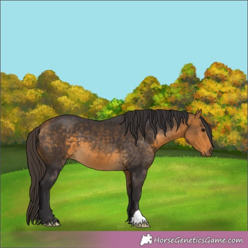 Horse Color:Buckskin 