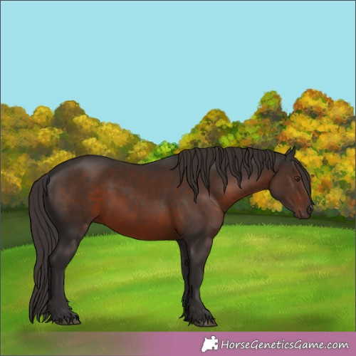 Horse Color:Liver Chestnut 
