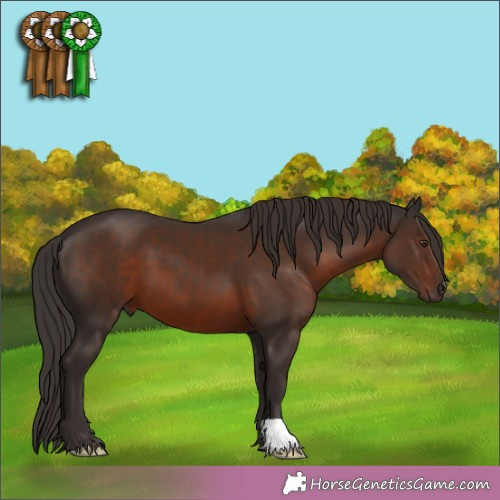 Horse Color:Liver Chestnut 