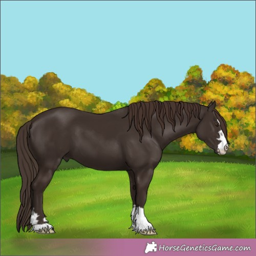 Horse Color:Liver Chestnut 