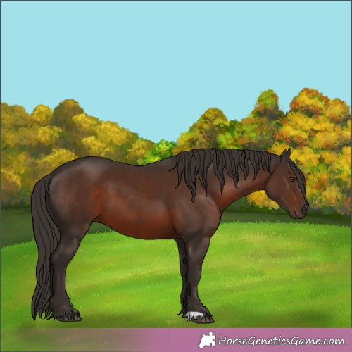 Horse Color:Liver Chestnut 