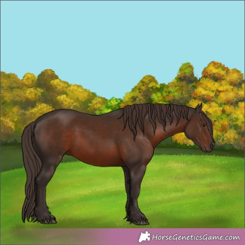 Horse Color:Liver Chestnut 