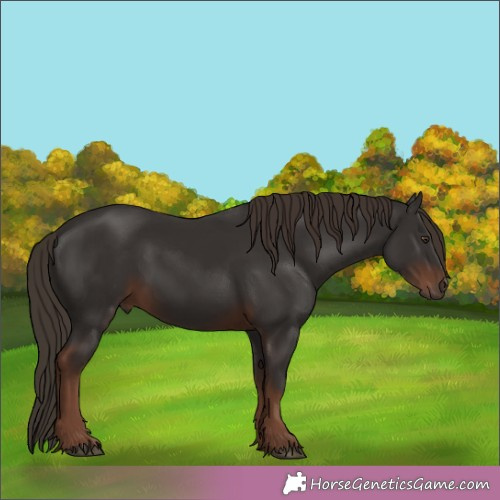 Horse Color:Liver Chestnut 