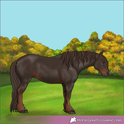 Horse Color:Liver Chestnut 