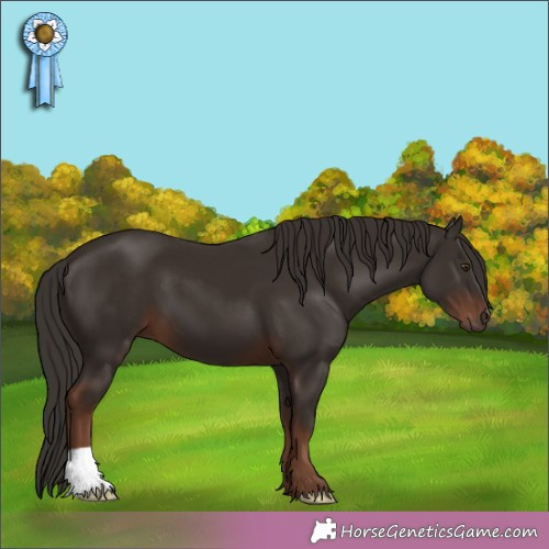 Horse Color:Liver Chestnut 