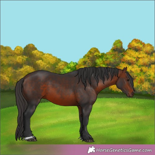 Horse Color:Bay 
