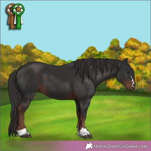 Horse Color:Liver Chestnut 